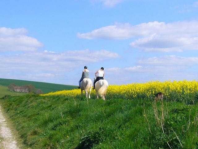 Caballo en la naturaleza 
